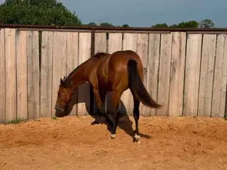 Digby Frosty Dude, 1 Year Old Bay Quarter Horse Colt for Sale in Purdy, MO, photo 3 of 5
