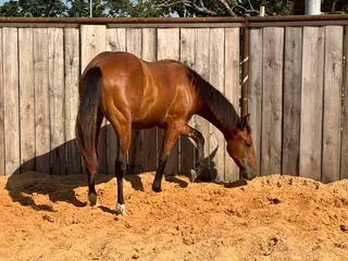 Digby Frosty Dude, 1 Year Old Bay Quarter Horse Colt for Sale in Purdy, MO, photo 4 of 5