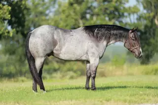 DC Boujee Blue, 6 Year Old Bay Roan Quarter Horse Gelding for Sale in Perrin, TX