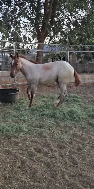 Filly by Hashtags, 1 Year Old Red Roan Quarter Horse Filly for Sale