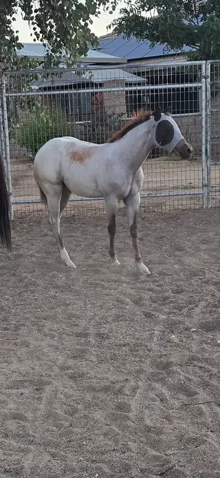 Filly by Hashtags, 1 Year Old Red Roan Quarter Horse Filly for Sale, photo 2 of 4