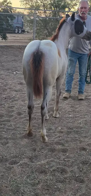 Filly by Hashtags, 1 Year Old Red Roan Quarter Horse Filly for Sale, photo 3 of 4