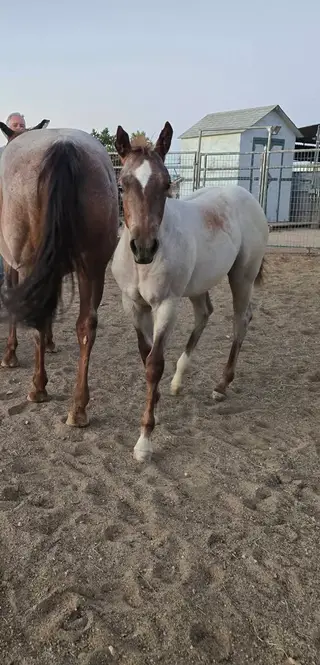 Filly by Hashtags, 1 Year Old Red Roan Quarter Horse Filly for Sale, photo 4 of 4