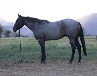 Lanes Dashinghancock, 2 Year Old Blue Roan Quarter Horse Gelding for Sale in Heber City, UT, photo 2 of 5