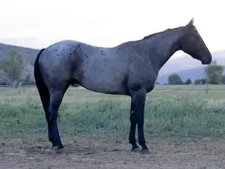Lanes Dashinghancock, 2 Year Old Blue Roan Quarter Horse Gelding for Sale in Heber City, UT, photo 3 of 5