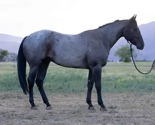 Lanes Dashinghancock, 2 Year Old Blue Roan Quarter Horse Gelding for Sale in Heber City, UT, photo 4 of 5