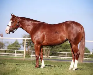 Reddy To Shine On (Ruby), 6 Year Old Sorrel Quarter Horse Mare for Sale in KY
