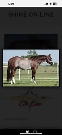 Reddy To Shine On (Ruby), 6 Year Old Sorrel Quarter Horse Mare for Sale in KY, photo 2 of 2