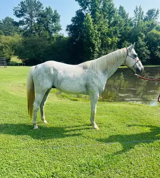 Chevy, 15 Year Old Grey Quarter Horse Gelding for Sale in AL