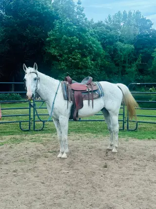 Chevy, 15 Year Old Grey Quarter Horse Gelding for Sale in AL, photo 2 of 2