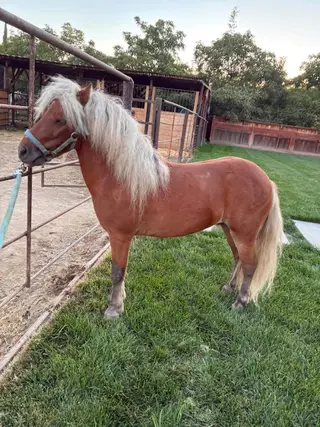 Chestnut Miniature Horse Gelding, 6 Year Old Chestnut Miniature Horse Gelding for Sale in Modesto, CA, photo 2 of 2