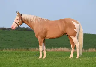 By Hollywood Cool Gun (Coolio), 7 Year Old Palomino Paint Horse Gelding for Sale in Lester Prairie, MN