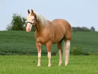 By Hollywood Cool Gun (Coolio), 7 Year Old Palomino Paint Horse Gelding for Sale in Lester Prairie, MN, photo 2 of 3