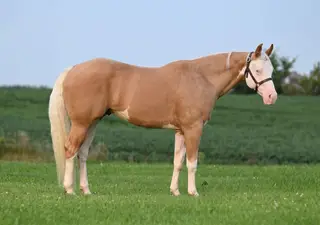By Hollywood Cool Gun (Coolio), 7 Year Old Palomino Paint Horse Gelding for Sale in Lester Prairie, MN, photo 3 of 3