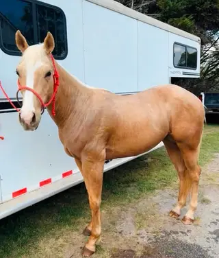 Clintsfancyfrenchman, 3 Year Old Palomino Quarter Horse Gelding for Sale in Griffin, GA