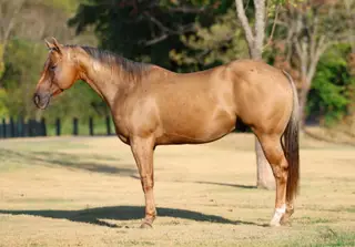 Parsons Shiningspark (Shiny), 11 Year Old Palomino Quarter Horse Gelding for Sale in Terrell, TX