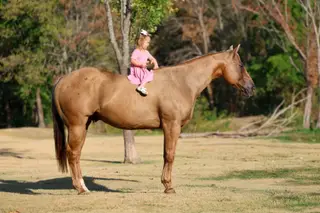 Parsons Shiningspark (Shiny), 11 Year Old Palomino Quarter Horse Gelding for Sale in Terrell, TX, photo 2 of 4
