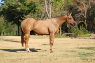 Parsons Shiningspark (Shiny), 11 Year Old Palomino Quarter Horse Gelding for Sale in Terrell, TX, photo 3 of 4