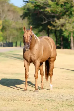 Parsons Shiningspark (Shiny), 11 Year Old Palomino Quarter Horse Gelding for Sale in Terrell, TX, photo 4 of 4