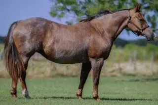 Mare by One Time Pepto