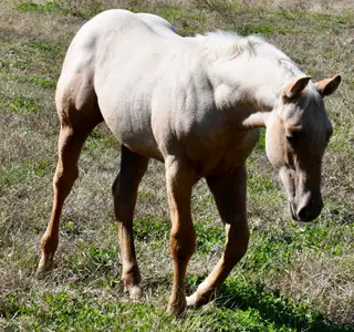 Choco, Foal Palomino Quarter Horse Colt for Sale in King City, MO, photo 2 of 5