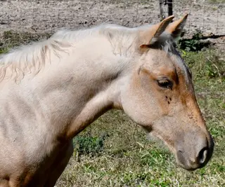 Choco, Foal Palomino Quarter Horse Colt for Sale in King City, MO, photo 3 of 5