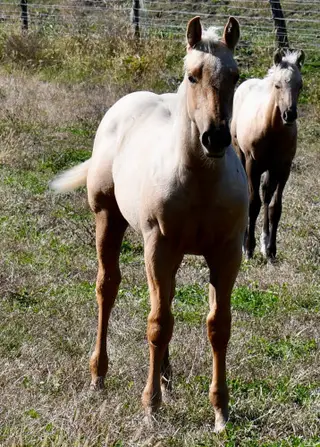 Choco, Foal Palomino Quarter Horse Colt for Sale in King City, MO, photo 4 of 5