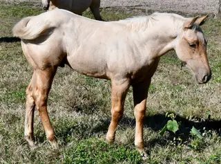 Choco, Foal Palomino Quarter Horse Colt for Sale in King City, MO, photo 5 of 5