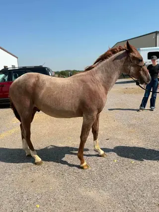 Kings Boon, 1 Year Old Red Roan Quarter Horse Colt for Sale in Wynnewood, OK, photo 2 of 3