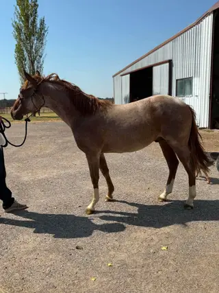Kings Boon, 1 Year Old Red Roan Quarter Horse Colt for Sale in Wynnewood, OK, photo 3 of 3