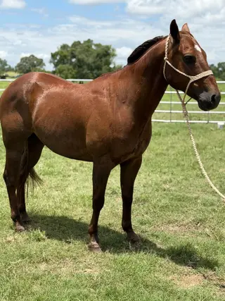Sarge, 7 Year Old Chestnut Grade Gelding for Sale in O'Brien, FL