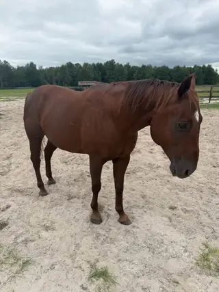 Sarge, 7 Year Old Chestnut Grade Gelding for Sale in O'Brien, FL, photo 2 of 5