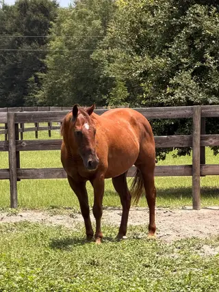 Sarge, 7 Year Old Chestnut Grade Gelding for Sale in O'Brien, FL, photo 3 of 5