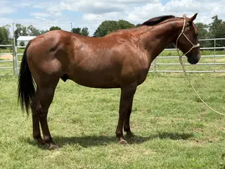 Sarge, 7 Year Old Chestnut Grade Gelding for Sale in O'Brien, FL, photo 5 of 5