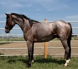 Peptos Lil Stylin Cat, 2 Year Old Roan Paint Gelding for Sale in Wagner, SD, photo 3 of 5