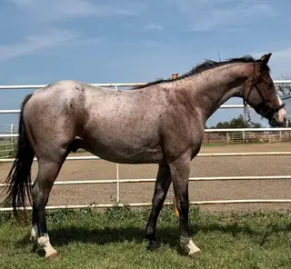 Peptos Lil Stylin Cat, 2 Year Old Roan Paint Gelding for Sale in Wagner, SD, photo 4 of 5