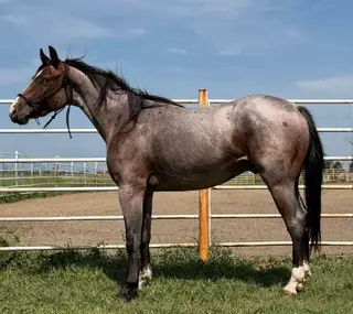 Peptos Lil Stylin Cat, 2 Year Old Roan Paint Gelding for Sale in Wagner, SD, photo 5 of 5