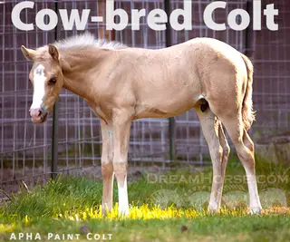 Flashy Cow-Bred Palomino Colt (Mister)
