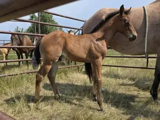 Survivor, Foal Bay Roan Quarter Horse Colt for Sale in Hebron, ND