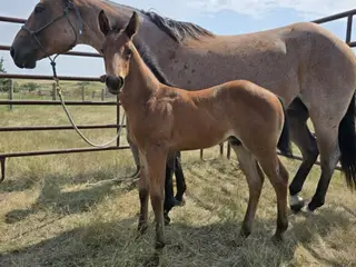 Survivor, Foal Bay Roan Quarter Horse Colt for Sale in Hebron, ND, photo 2 of 5