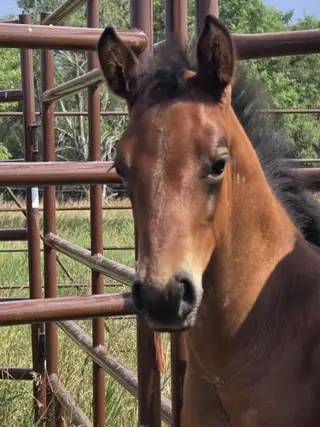 Survivor, Foal Bay Roan Quarter Horse Colt for Sale in Hebron, ND, photo 3 of 5