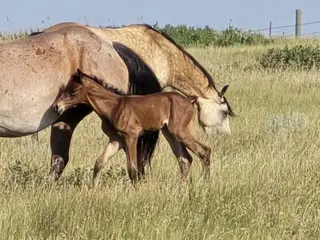 Survivor, Foal Bay Roan Quarter Horse Colt for Sale in Hebron, ND, photo 4 of 5