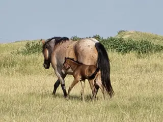 Survivor, Foal Bay Roan Quarter Horse Colt for Sale in Hebron, ND, photo 5 of 5