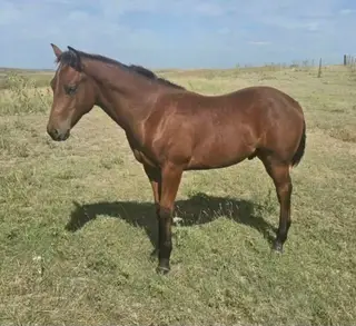 Freckles Doc Acre (Woody), Foal Bay Quarter Horse Colt for Sale in Oconto, NE