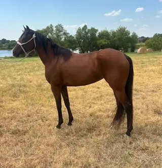 Check Freddies Guns, 4 Year Old Bay Quarter Horse Mare for Sale in TX