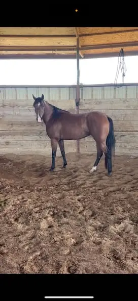 Check Freddies Guns, 4 Year Old Bay Quarter Horse Mare for Sale in TX, photo 2 of 5