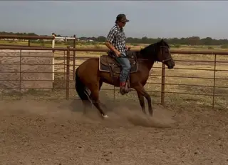 Check Freddies Guns, 4 Year Old Bay Quarter Horse Mare for Sale in TX, photo 3 of 5