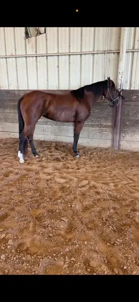 Check Freddies Guns, 4 Year Old Bay Quarter Horse Mare for Sale in TX, photo 4 of 5