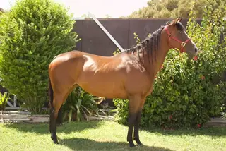 Spect To Win (Chili), 15 Year Old Bay Mare for Sale in Norco, CA, photo 2 of 2
