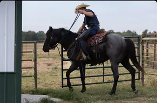 KJ Blue Ryder Hayes, 7 Year Old Blue Roan Quarter Horse Stallion for Sale in MO, photo 2 of 3